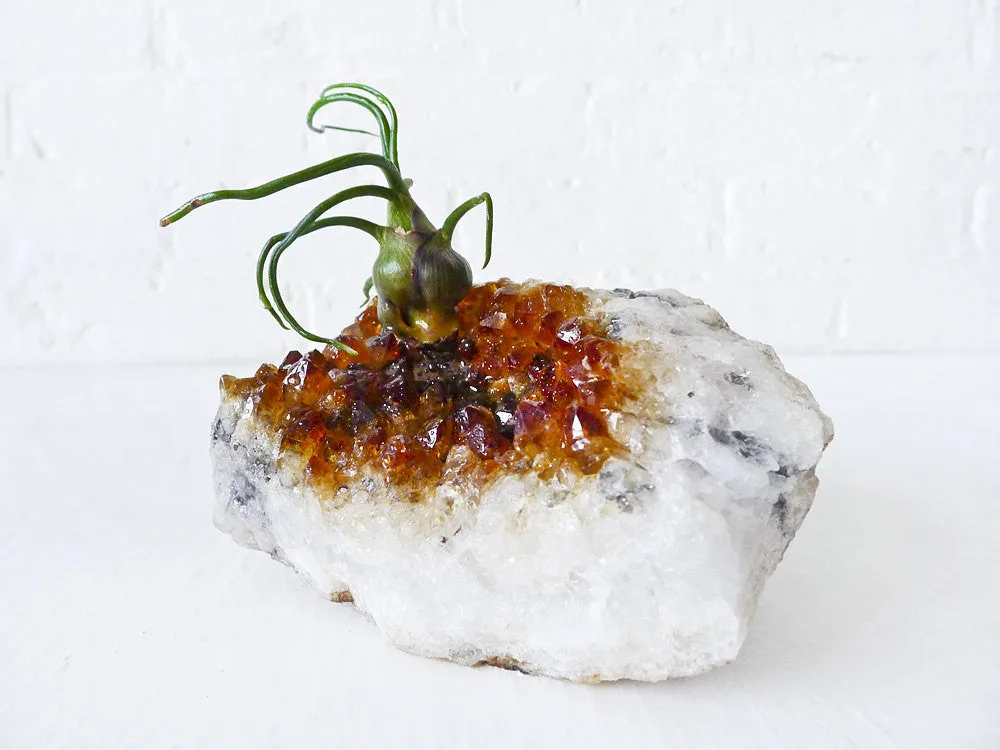 10% SALE Large Citrine Crystal Air Plant Garden Bulbosa Druse Geode Planter Island