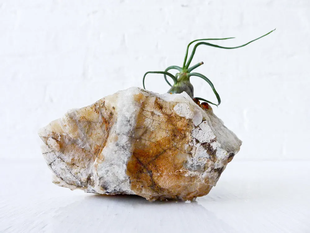 10% SALE Large Citrine Crystal Air Plant Garden Bulbosa Druse Geode Planter Island