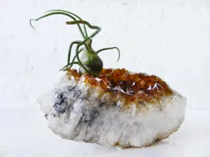 10% SALE Large Citrine Crystal Air Plant Garden Bulbosa Druse Geode Planter Island